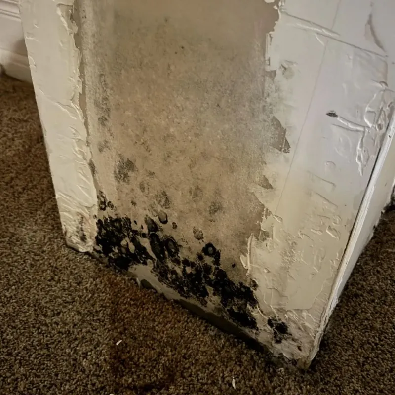Professional Mold Removal in Ripley, WV